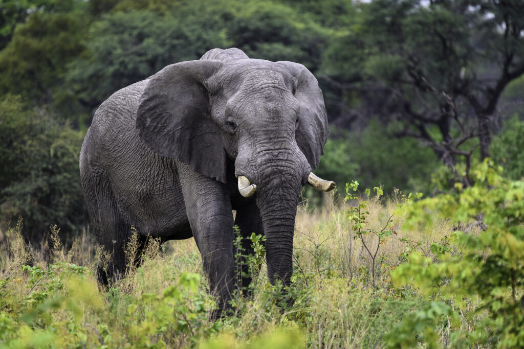 Wilderness Safari - @lifestylemag - wwwl.lifestylemag.com