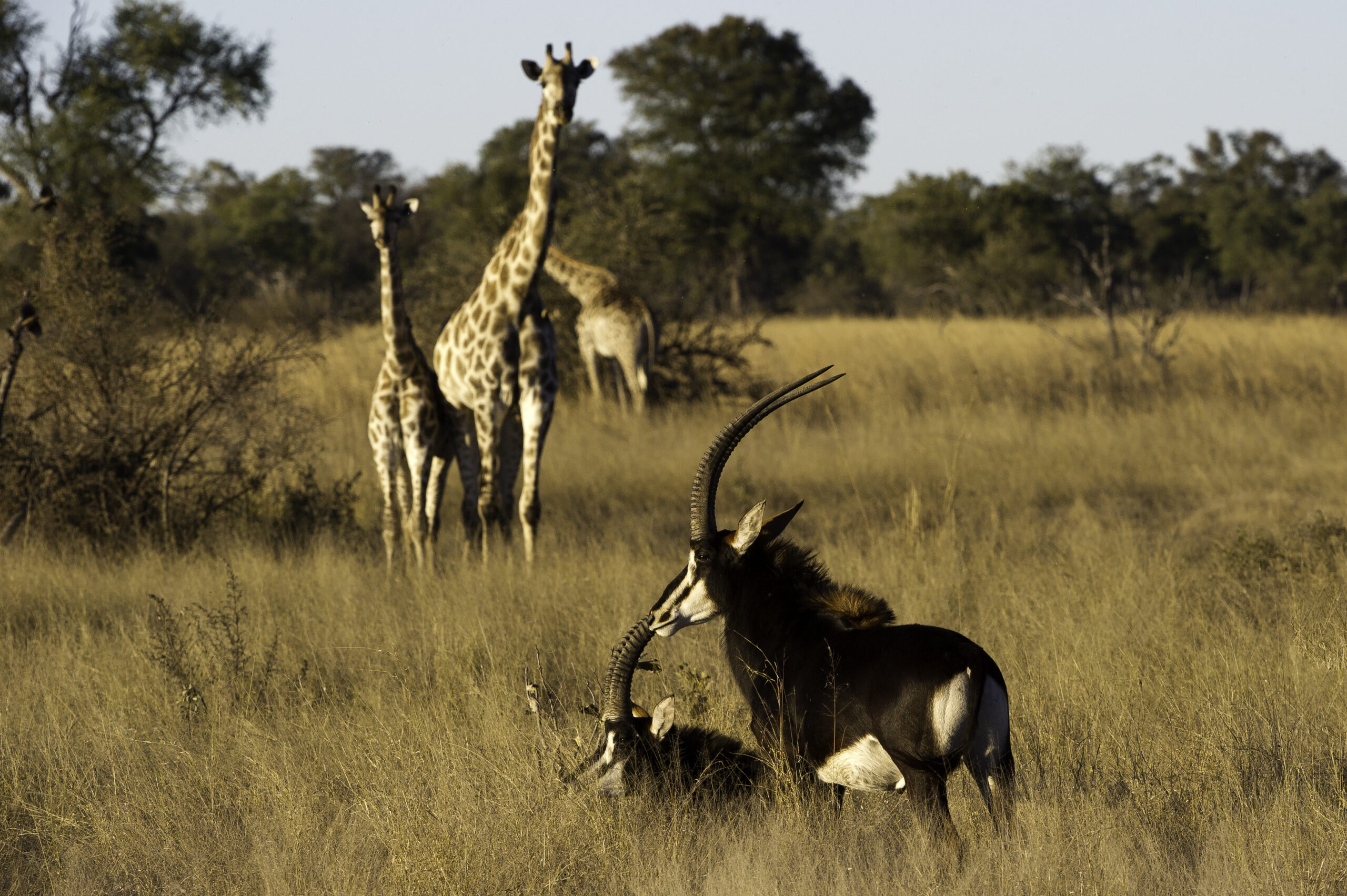 Wilderness Safari - @lifestylemag - wwwl.lifestylemag.com