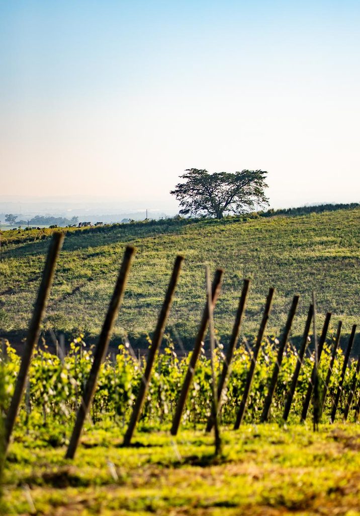 vinhas da invernada - @lifestylemag