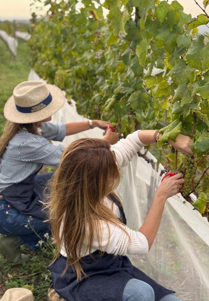 vinhas da invernada - @lifestylemag